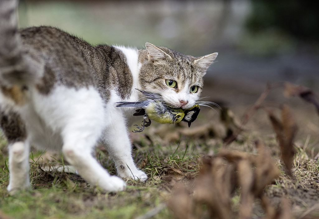 Katze mit Vogel