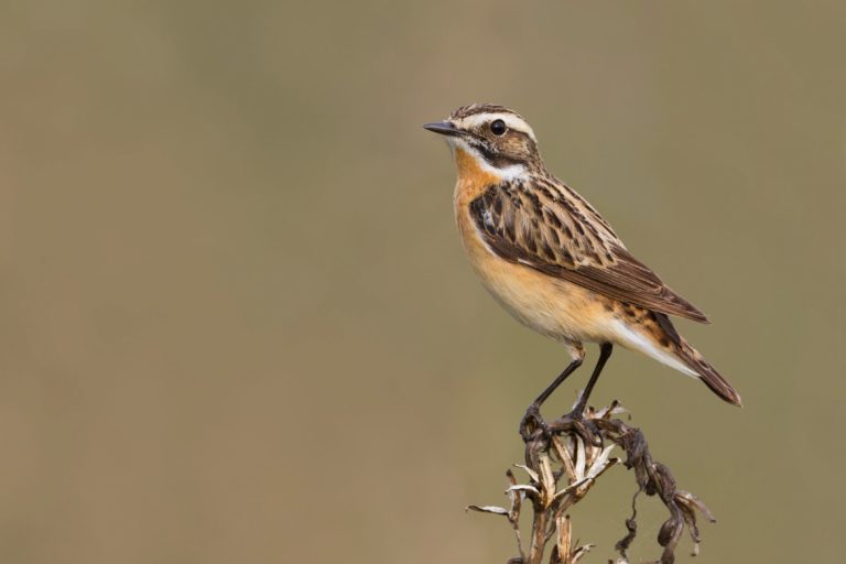 kleine Braunkehlchen