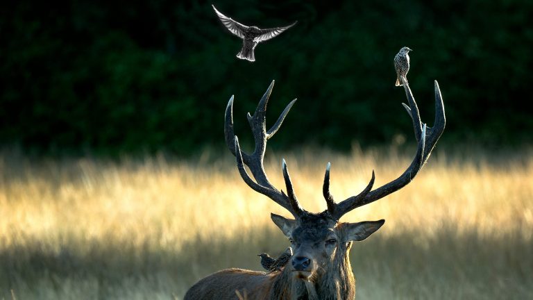 Vögel und Hirsche auf grasbewachsenem Feld vor Bäumen