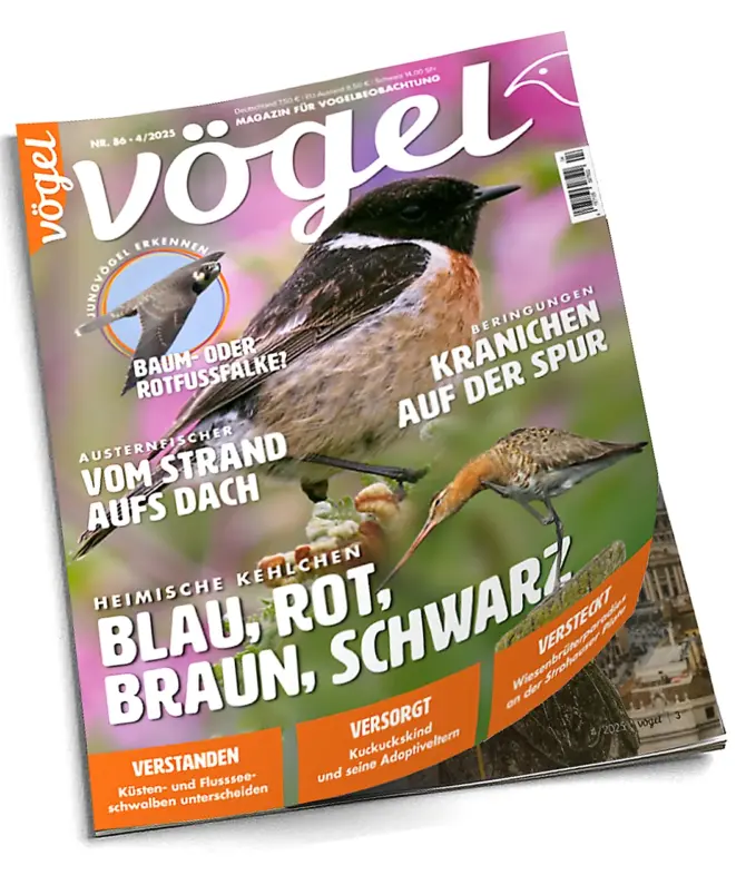 Probeheft Ausgabe 1/2025