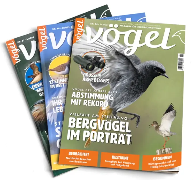 Testabo 3 Ausgaben