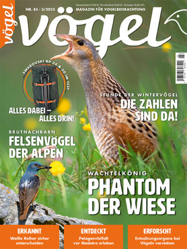 Vögel 3/2025