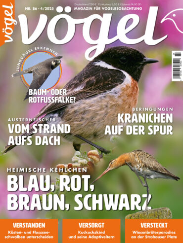 Vögel 4/2025