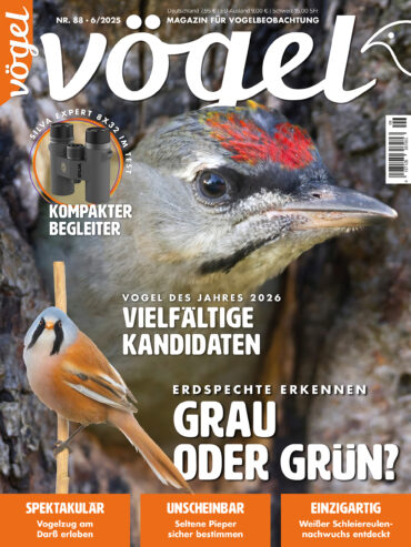 Vögel 6/2025
