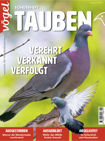 Sonderheft "Tauben"